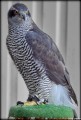 Buteo buteo
