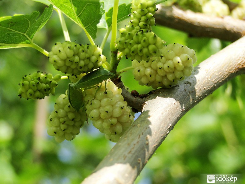 Párosan szép az élet!