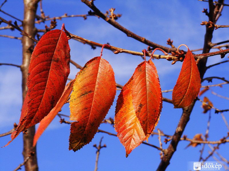 az utolsó levelek fent