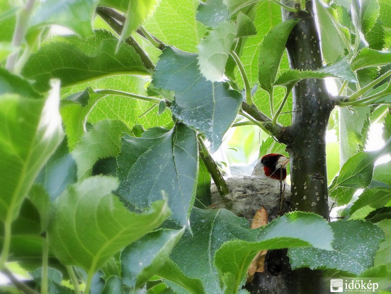 Kiscsaládot rejtő almafa