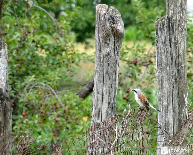 Álmodozás egy meggy vacsoráról