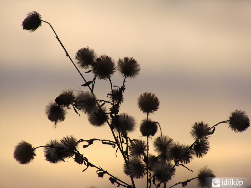 téli virág ellenfényben