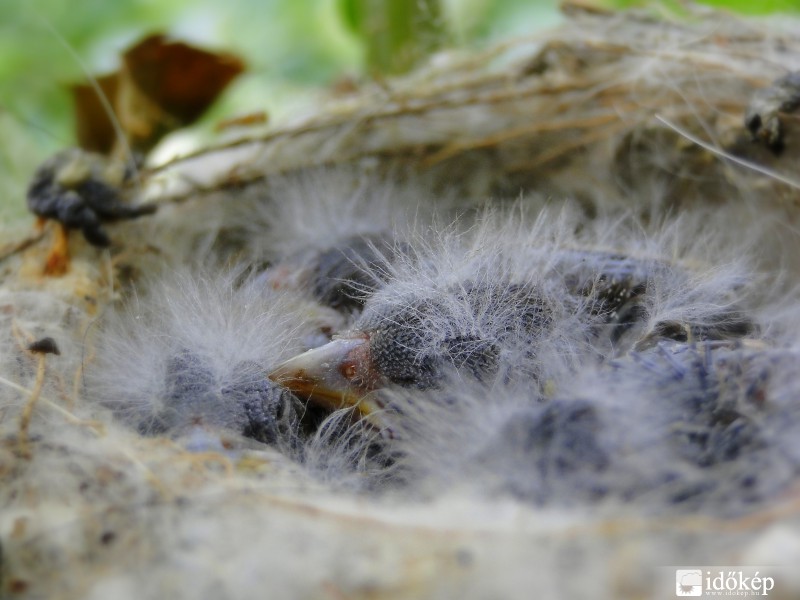 Belőttem a tollam csak a te kedvedért!!!