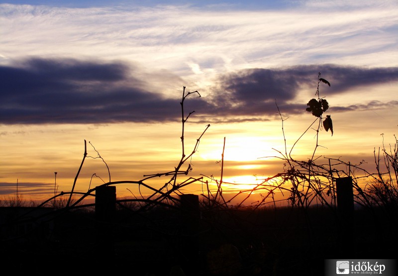 Reggel a szőlősben