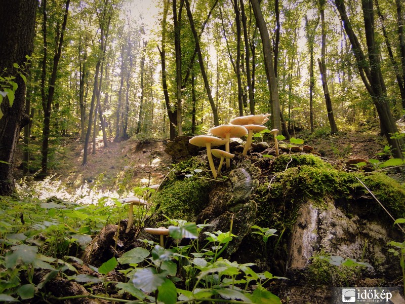 "Erdő közepében járok..."