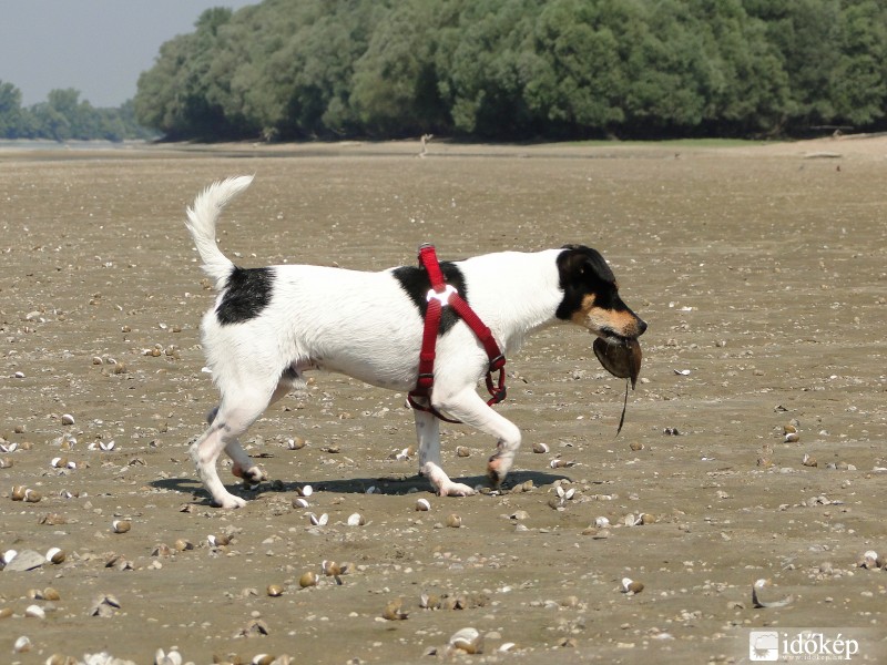 A társam segíteni próbál a bajba jutott kagylókon!
