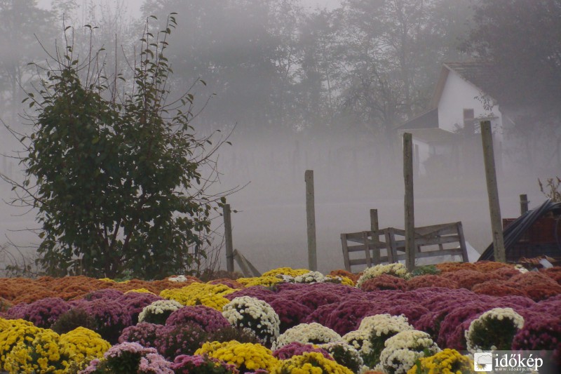 köd és krizantém
