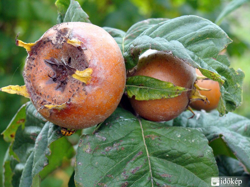 Megérett a naspolya!