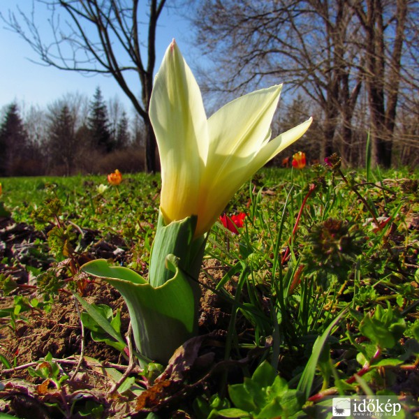 Botanikai tulipán