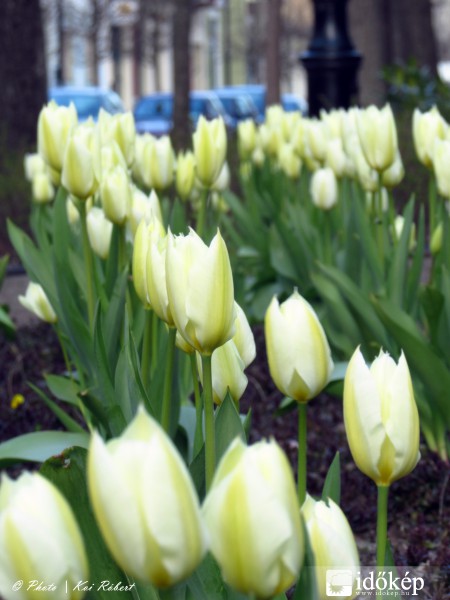 Tulipánok