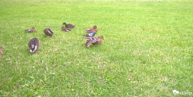 Budapest X.ker - Kőbánya