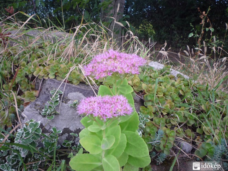 A sziklakert őszi virága
