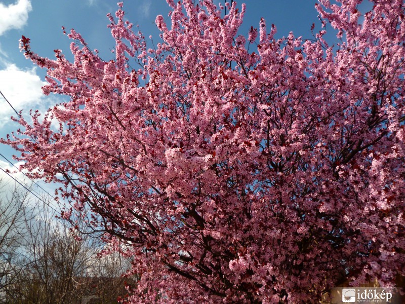 Gödöllő, 2014. 03. 26., 14:05