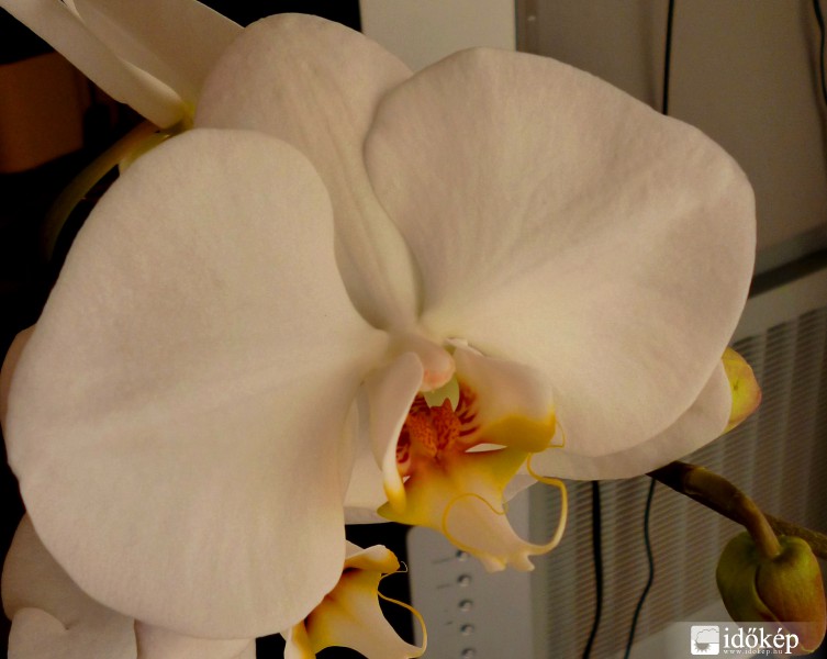 Orchidea közelről