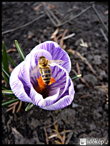 Méhecske a Krókuszon