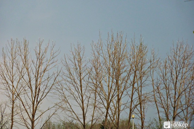 Mezőhegyesen a lóversenypályánál lévő fák