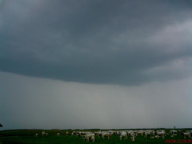 Zivatarfelhő szürkemarhákkal