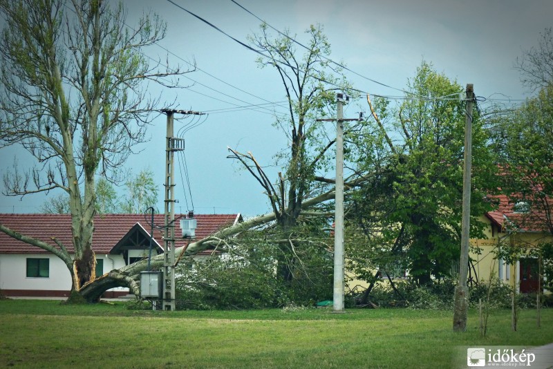 Kettényílt nyárfa Genbank észlelő közelében Mezőhegyesen