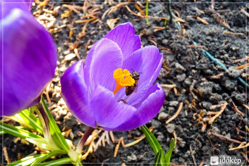Nézelődik a méhecske