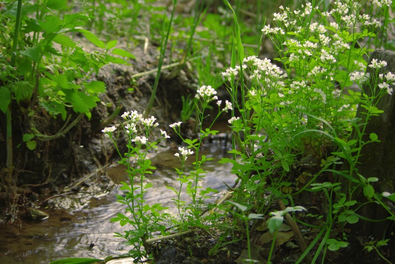 Patak környéki élővilág