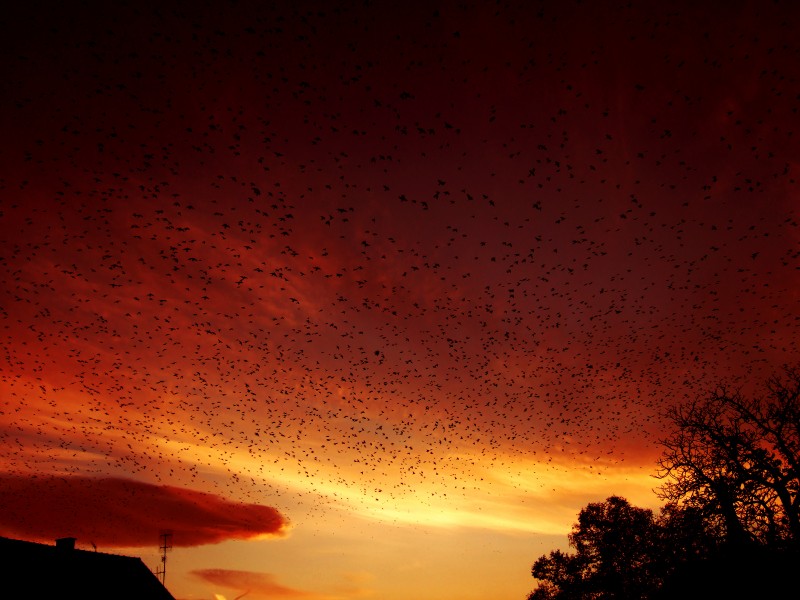 Napfelkelte a költőző madarakkal