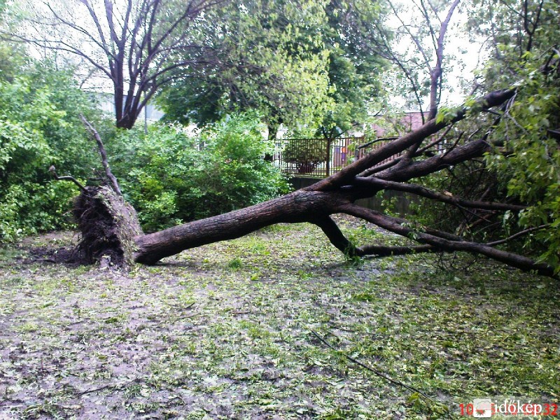 Vasárnap délelőtt kidőlt fa Adyvárosban (Győr)