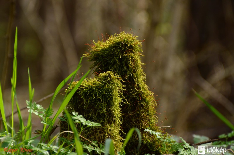 Cirbolya és Borbolya :-)