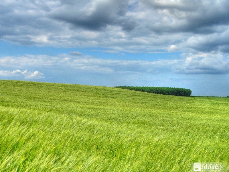 Árpamező 1