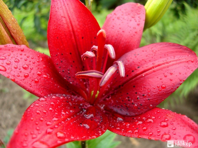 Liliom