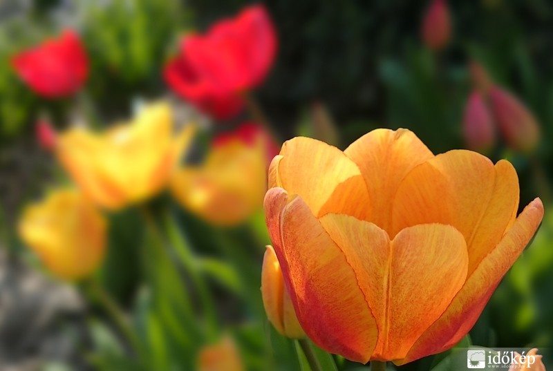 Tulipánok