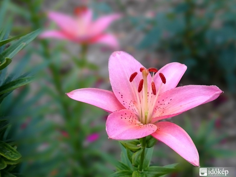 Liliom
