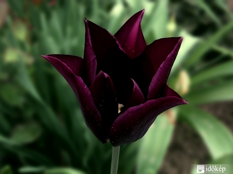 Fekete tulipán