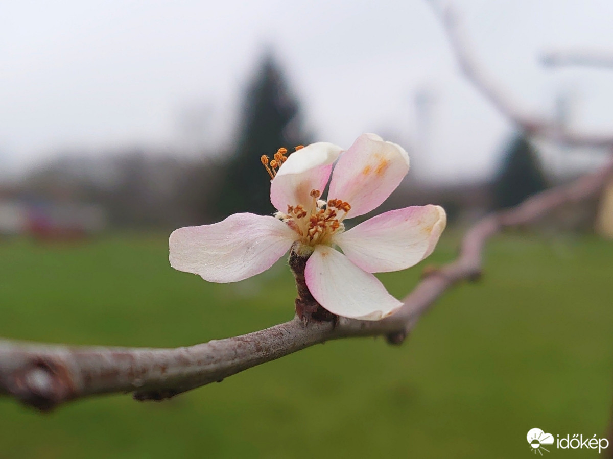 December csodája - almavirágzás
