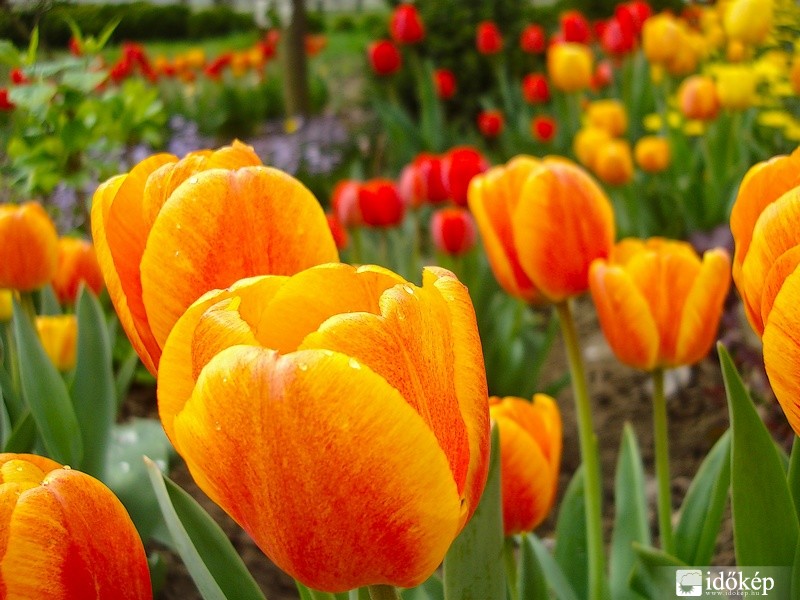 Húsvéti tulipánok