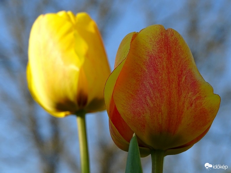 Tulipán