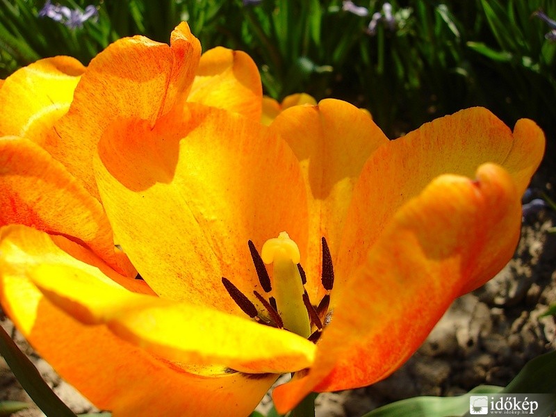 Tulipán