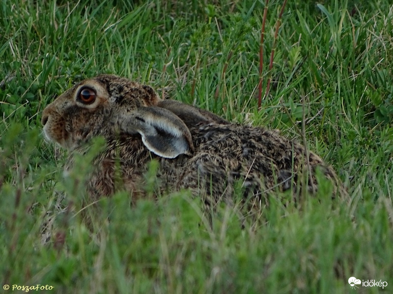 Most még lapulok, de jövö héten jövök