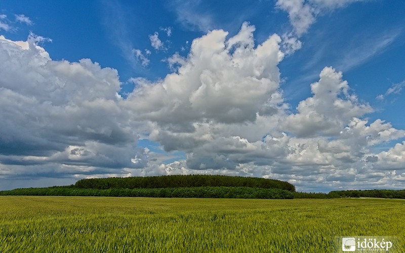 Búzamező
