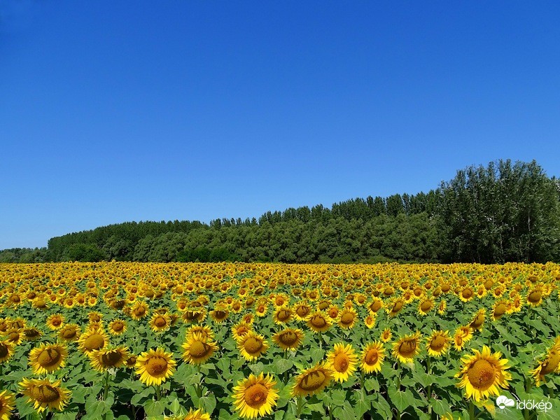 Napraforgók