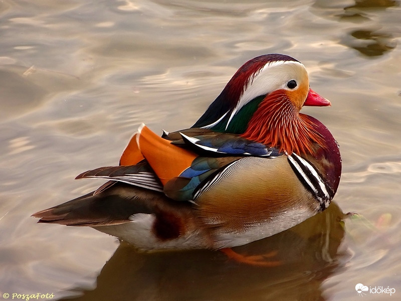 Mandarin réce a Sugón