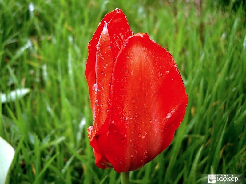 Az első tulipán