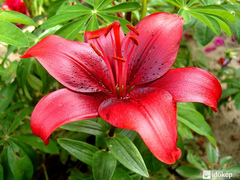 Liliom