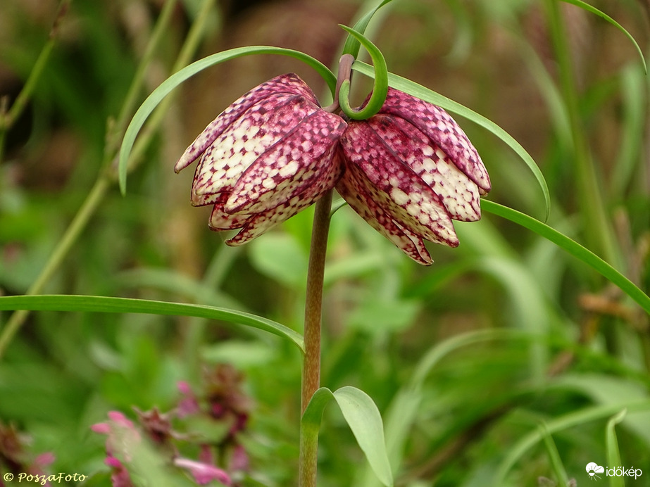 Mocsári kockásliliom