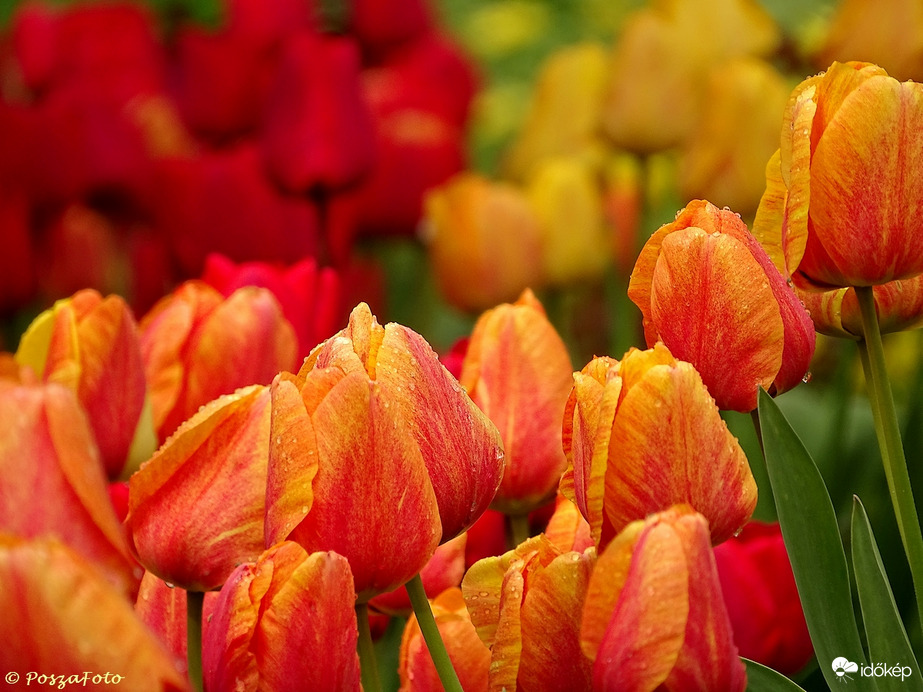 A héten a legszebbek - anyám tulipánjai