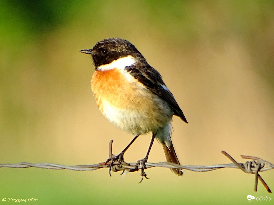 Hello Május - Cigánycsuk