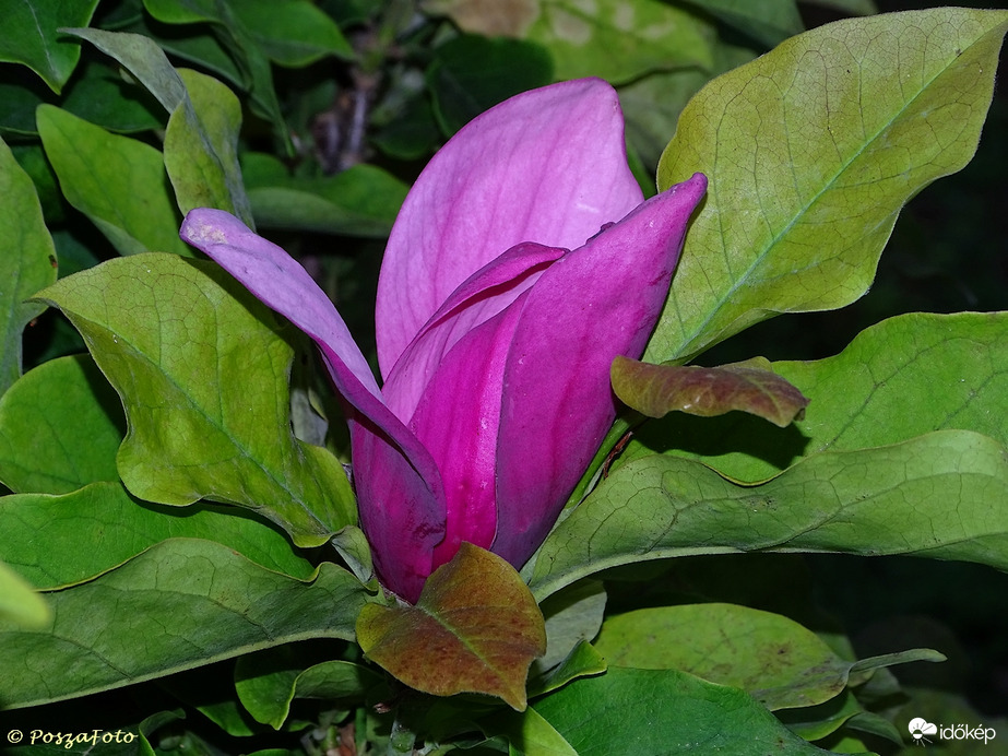 Idén harmadszor virágzik a magnólia