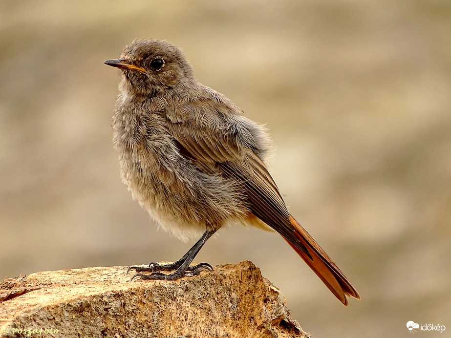 Házi rozsdafarkú(fiatal)