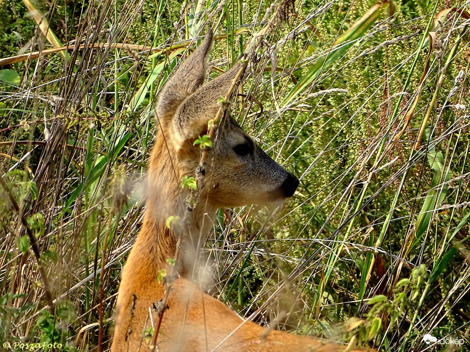 Mozdulatlanul figyelt az őzike, hogy most éppen nézik-e?
