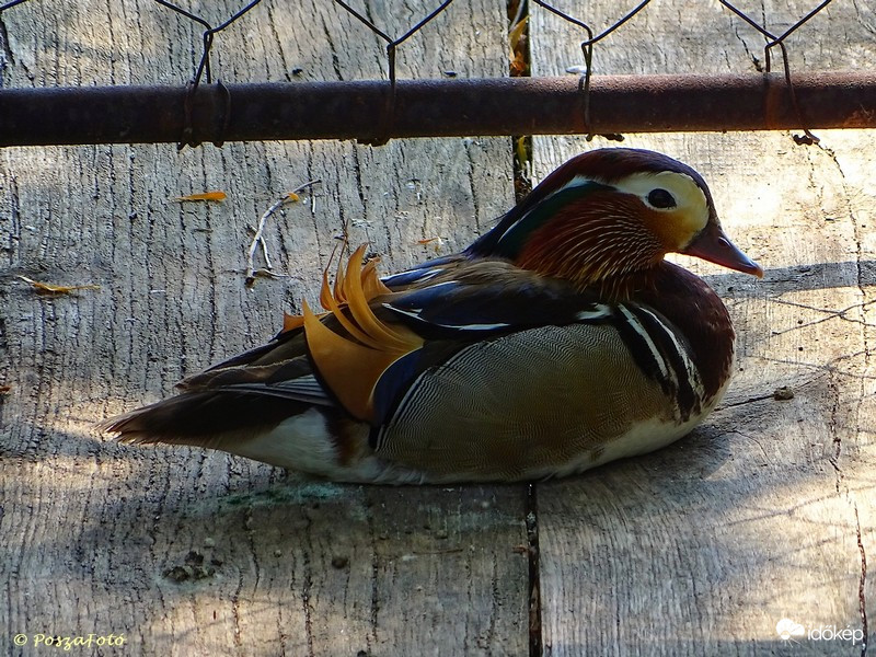Mandarin réce