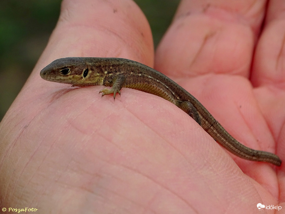 Iciri-piciri gyík :)